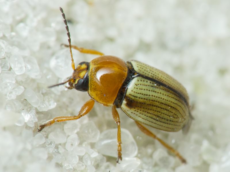 Cryptocephalus (Burlinius) fulvus Goeze, 1777